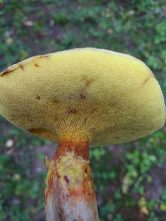 Ложный масленок лиственничный