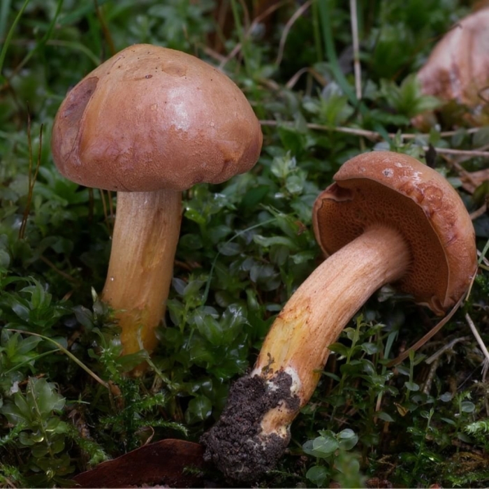 Моховик перечный