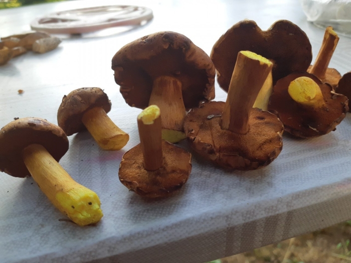 Моховик масленок перечный гриб