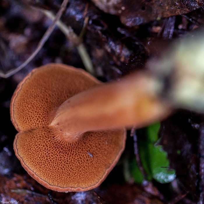 Моховик перечный гриб