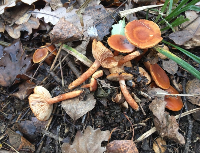 Млечник неедкий гриб