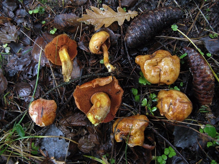 Моховик желто бурый