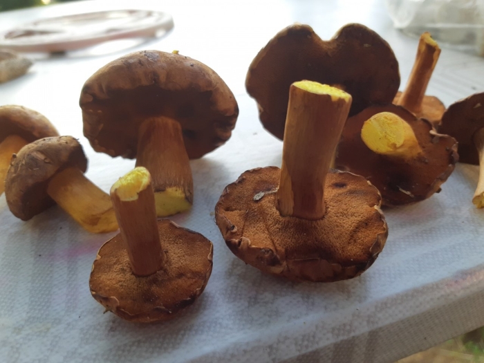 Перечный гриб