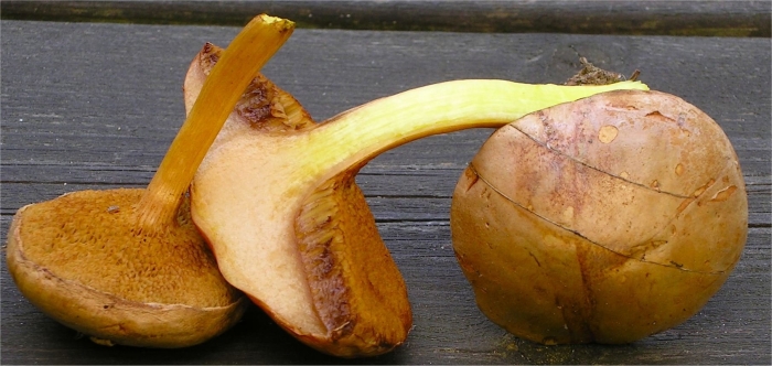 Chalciporus piperatus