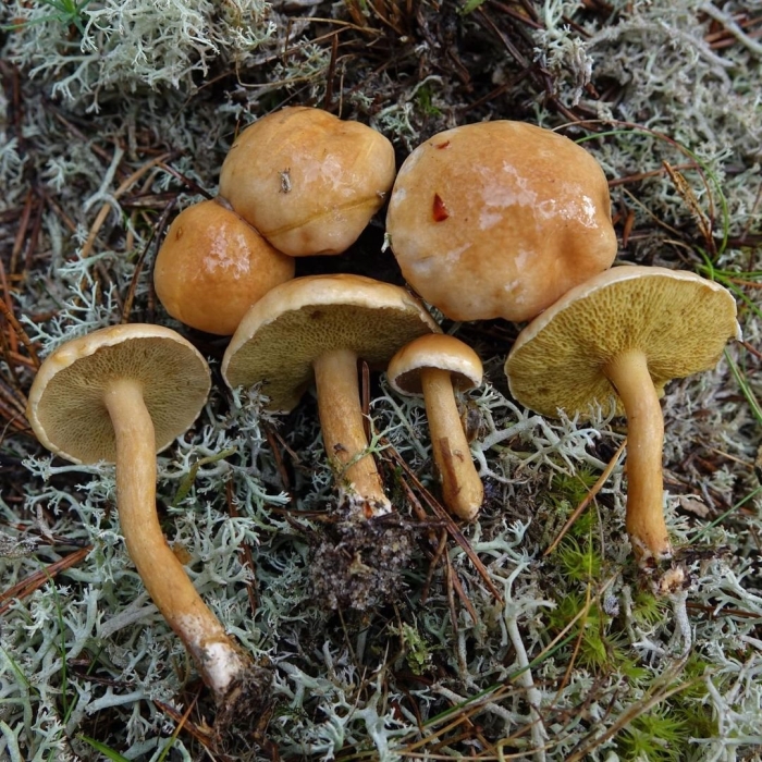 Козляк (suillus bovinus)