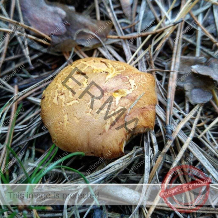 Паутинник съедобный гриб