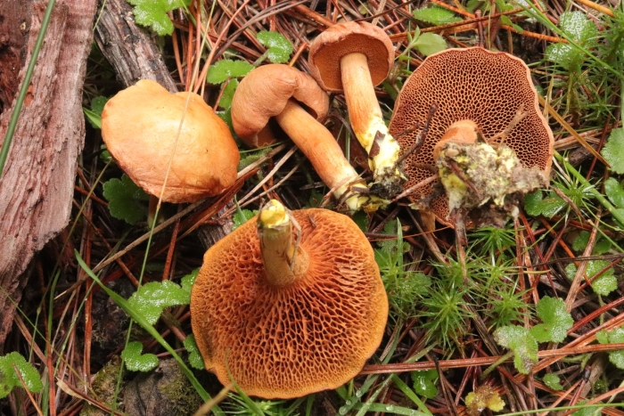 Перечный гриб