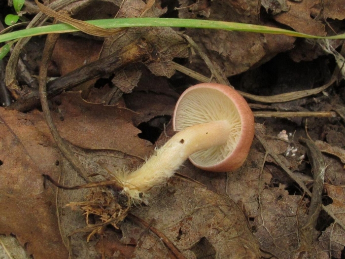 Гриб волнушка млечник шиповатый