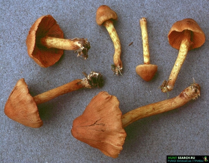 Гриб паутинник шафрановый