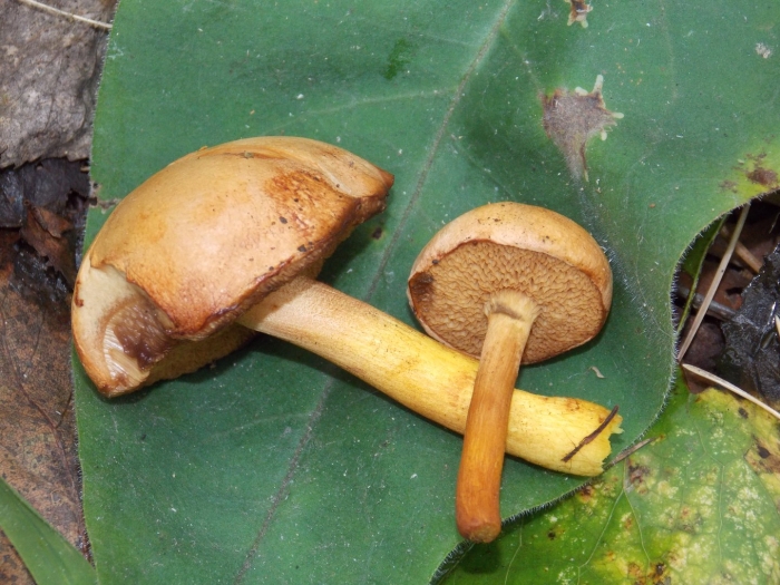 Моховик перечный гриб