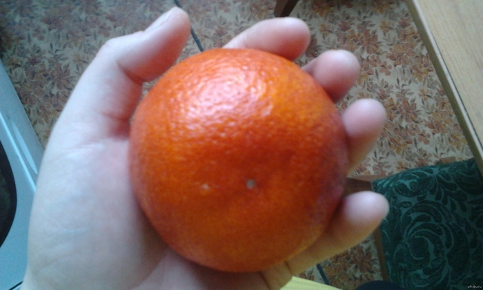 Апельсин гранат гибрид