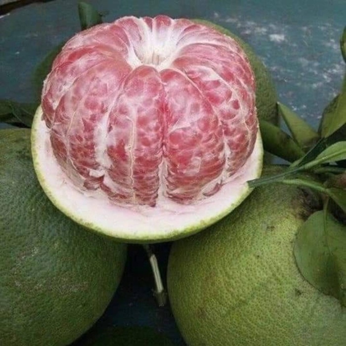 Цитрус помело