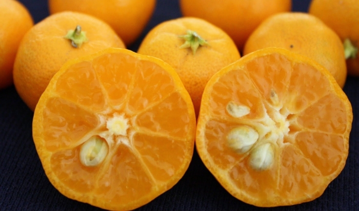 Мандарин танжерин