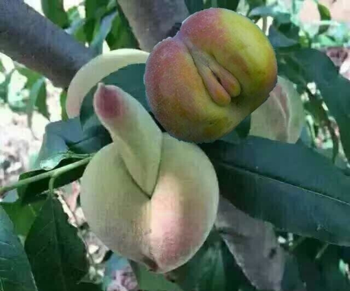 Персик половой орган