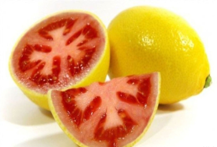 Лемато гибрид