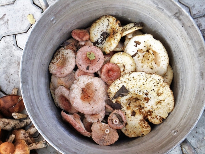 Гриб волнушка съедобный