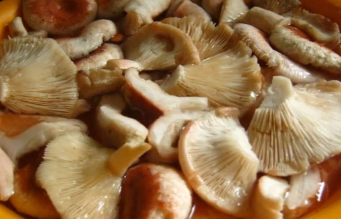 Волнушка гриб