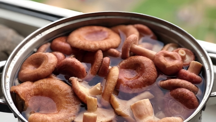 Грибы волнушки суп