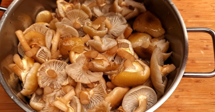 Грибы рецепты