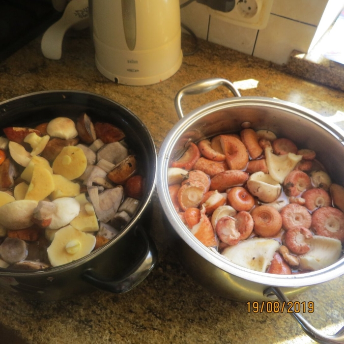 Козляк гриб вареный