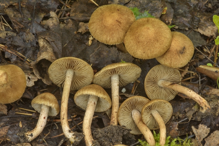 Волоконница волокнистая