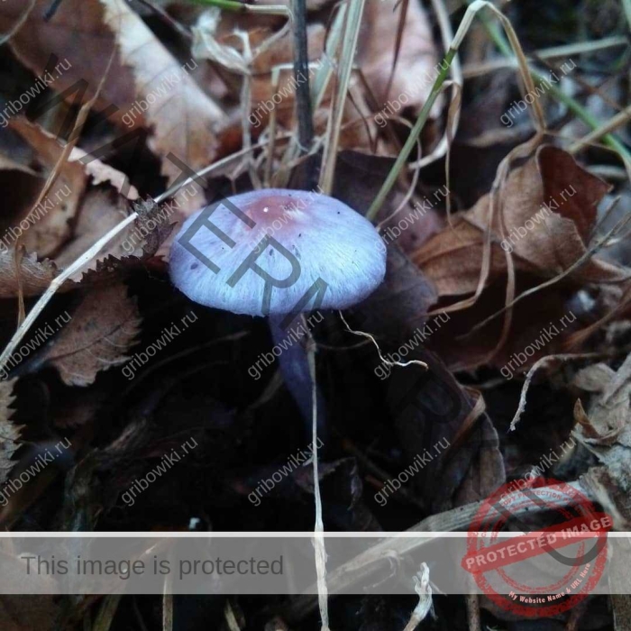 Волоконница земляная (inocybe geophylla var. lilacina)