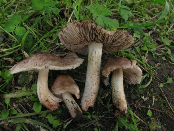 Гриб волоконница патуйяра