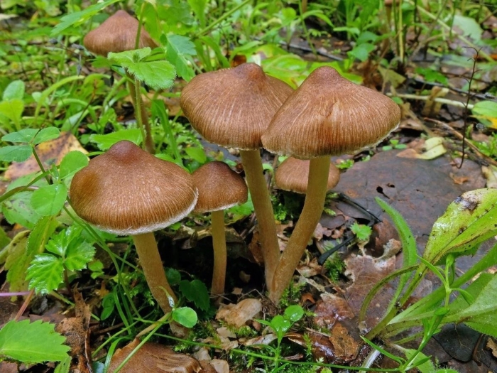 Волоконница волокнистая гриб