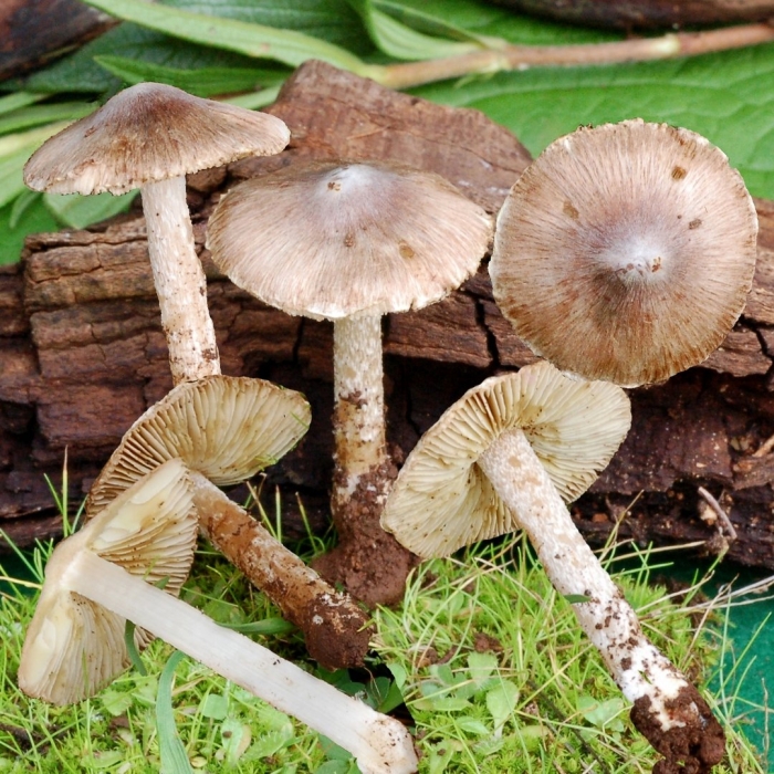 Волоконница (inocybe)