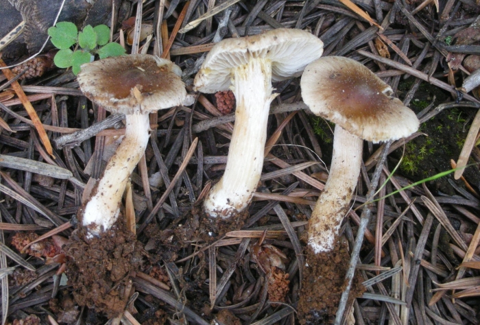 Волоконница сине-зеленая гриб