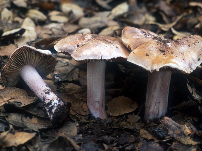 Inocybe corydalina