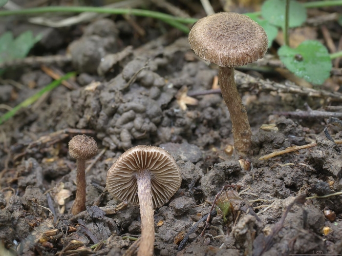 Волоконница шерстистая