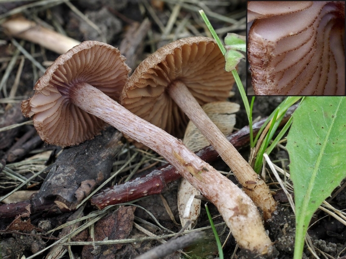 Cortinarius uliginosus