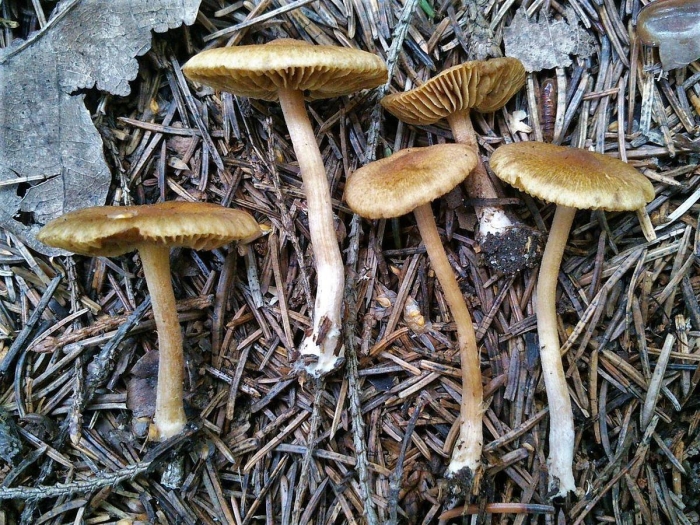 Волоконница сине-зеленая гриб