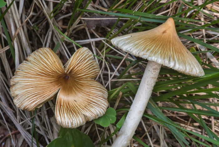 Волоконница волокнистая (inocybe rimosa)