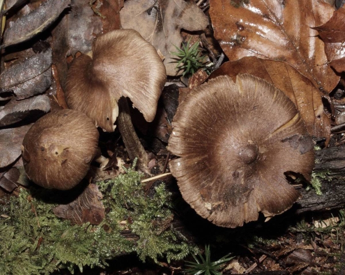 Волоконница волокнистая