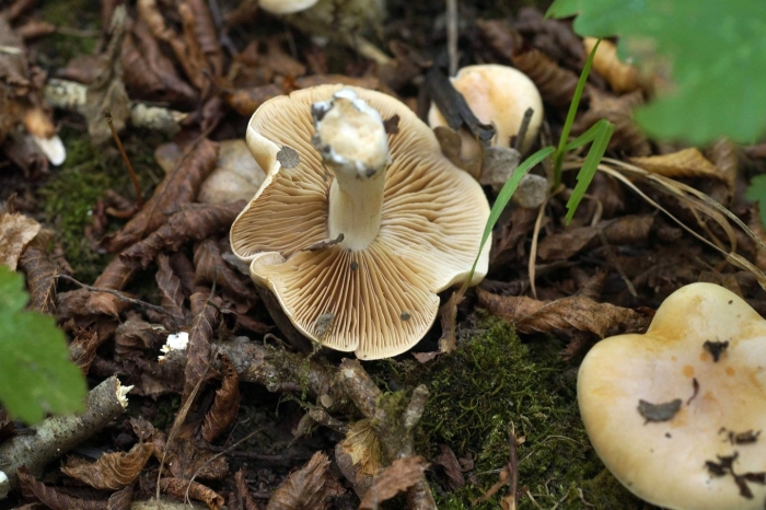 Гебелома клейкая валуй ложный