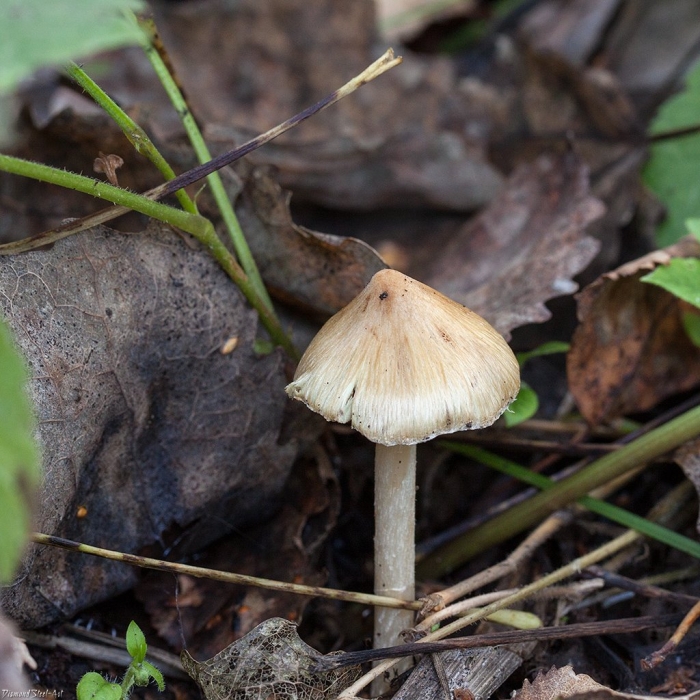 Волоконница бонгарда (inocybe bongardii)