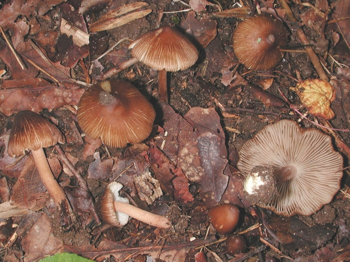 Волоконница волокнистая (inocybe rimosa)
