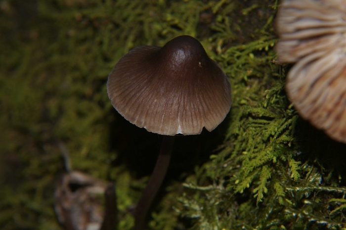 Волоконница земляная