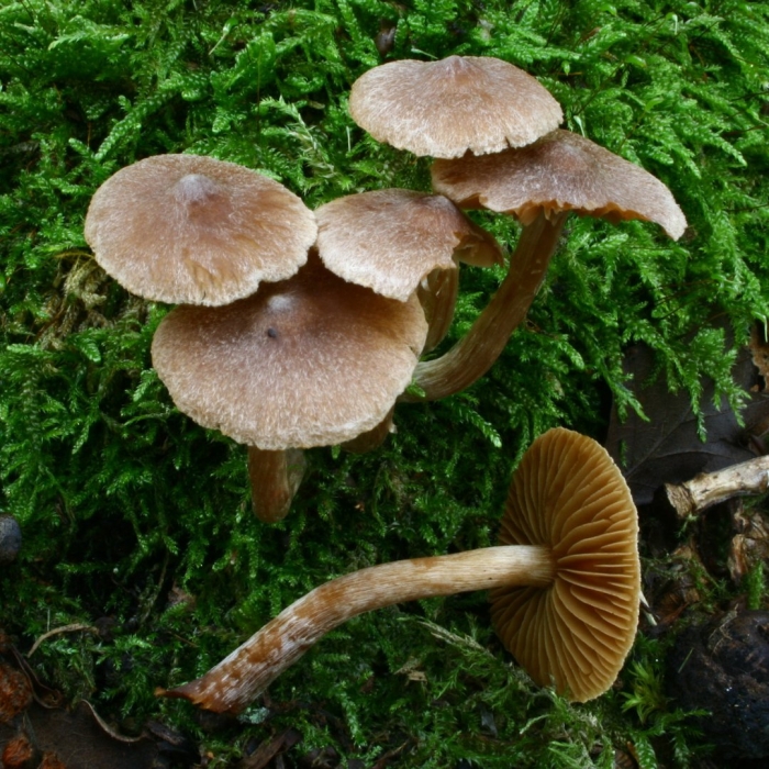 Паутинник гриб