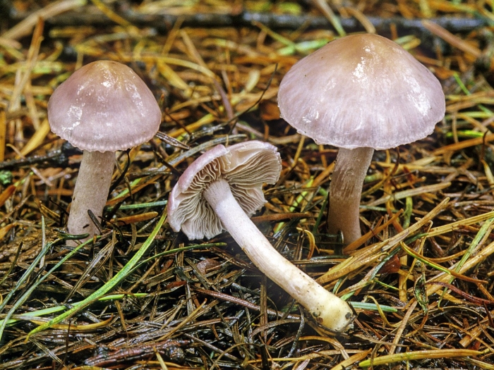 Inocybe geophylla var lilacina