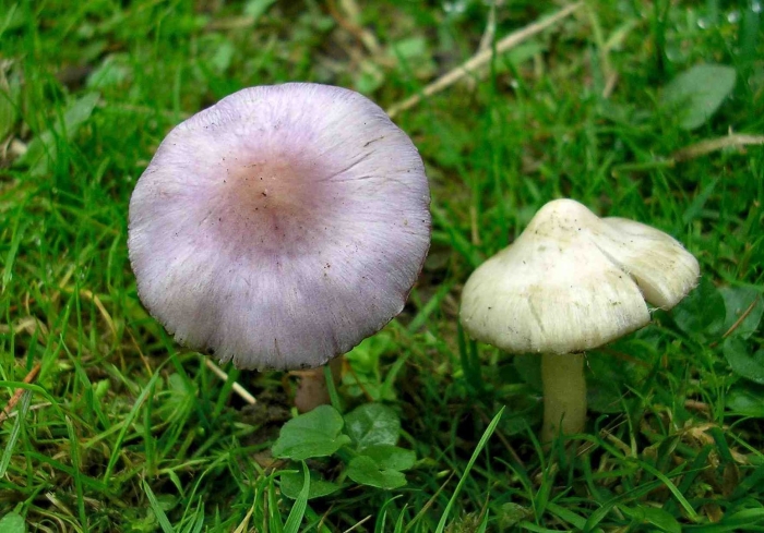 Inocybe geophylla