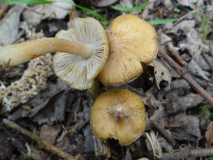 Гимнопил сосновый gymnopilus sapineus