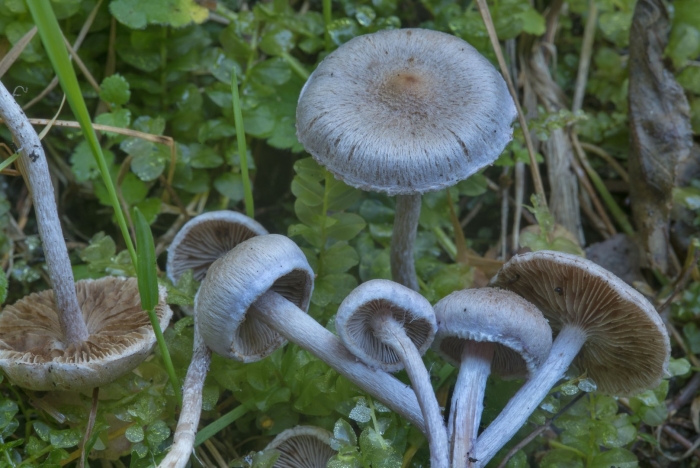 Волоконница сине-зеленая гриб