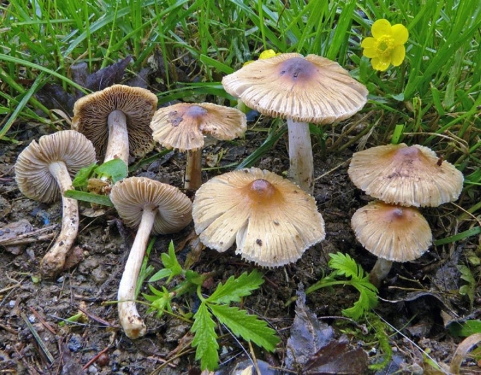 Волоконница волокнистая (inocybe rimosa)