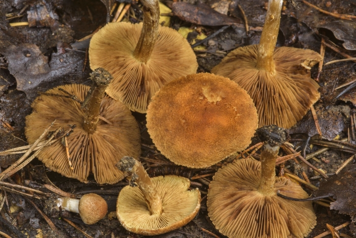 Cortinarius cinnamomeoluteus