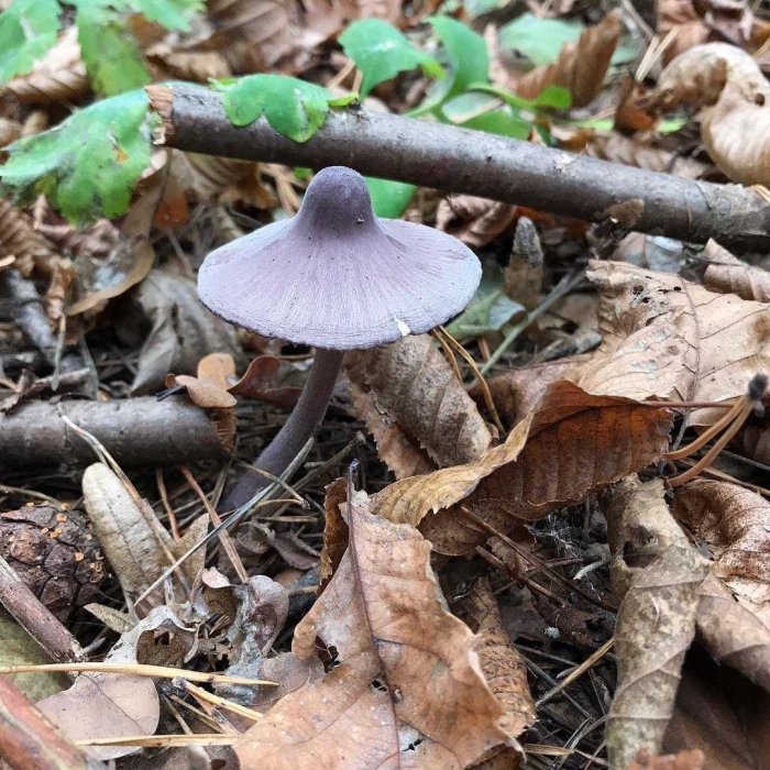 Лаковица аметистовая laccaria amethystina