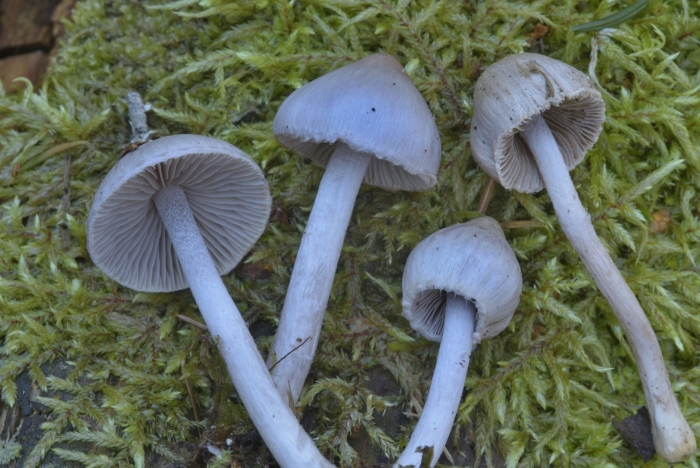 Panaeolus papilionaceus