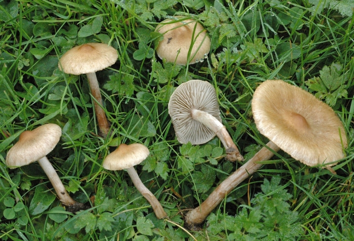Волоконница патуйяра(inocybe patouillardii)